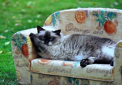 Italia, gli animali domestici rilanciano l'economia